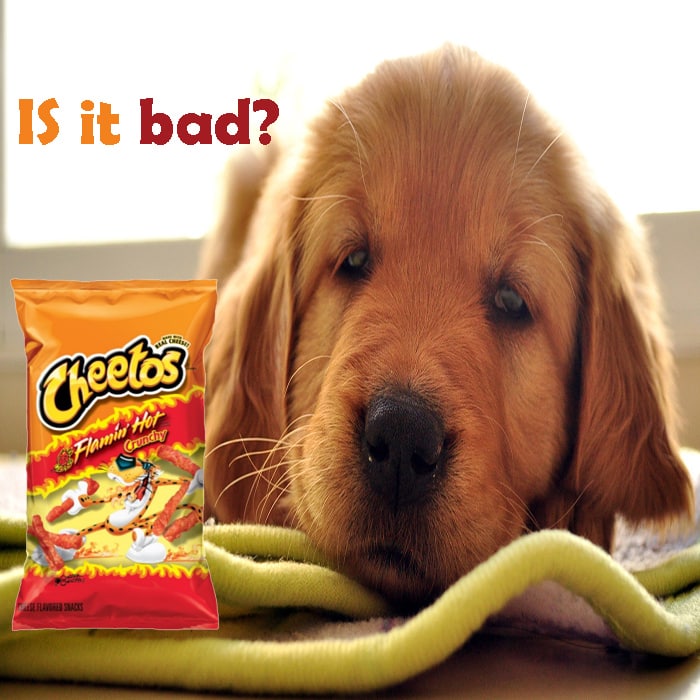 Are Hot Cheetos Bad for Dogs
