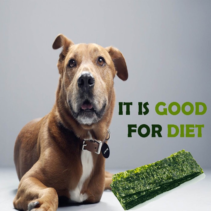Is Seaweed Bad for Dogs