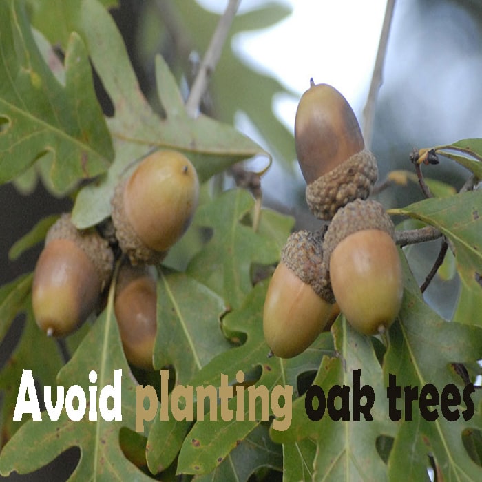 avoid planting oak trees