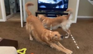 Dog Stretching - 6 Reasons why and how to Help them