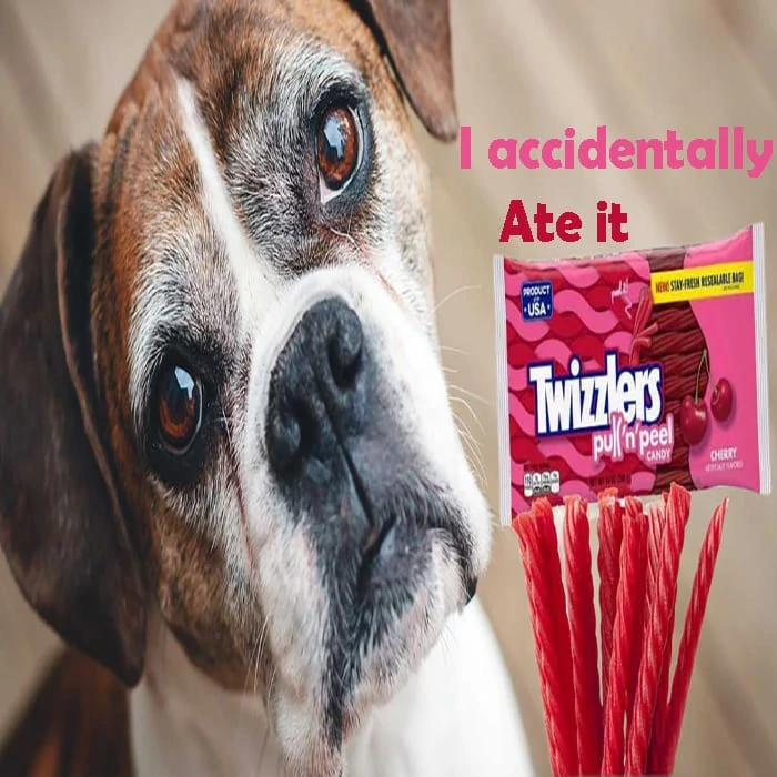 My dog accidentally ate my bag of Twizzlers