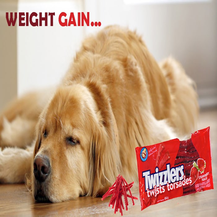 are dogs allergic to twizzlers