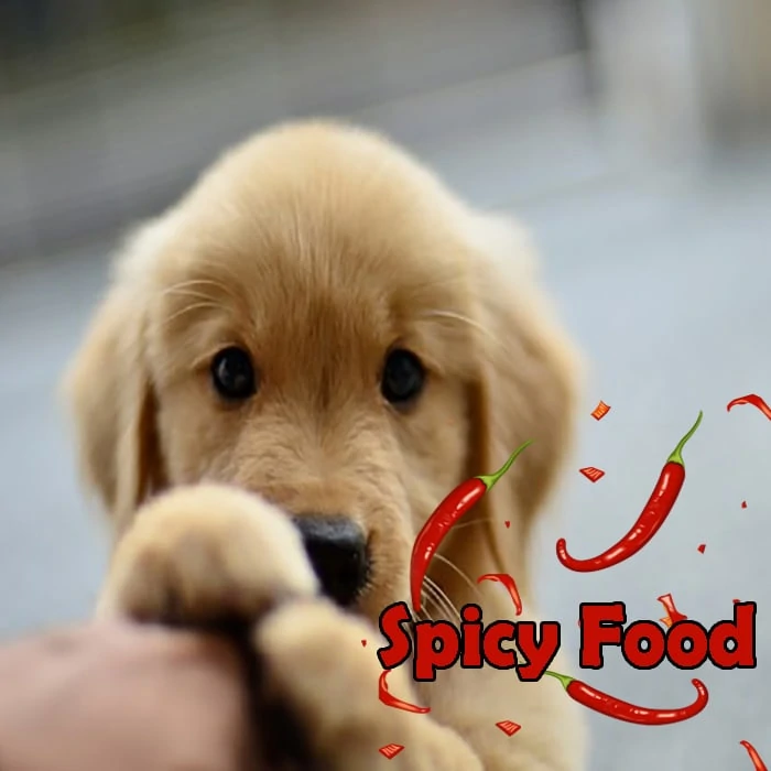 Can My Dog Eat Spicy Food