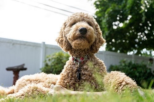 Mini Bernedoodle