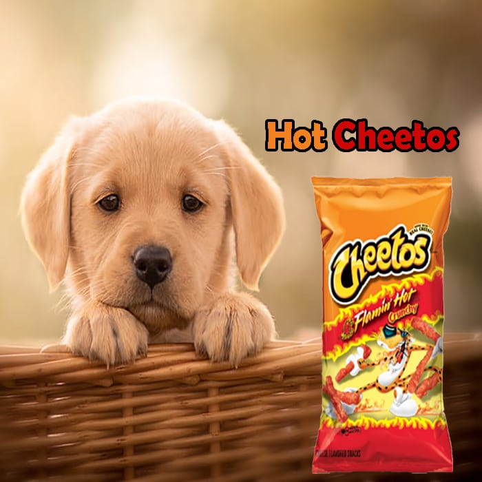 can dogs eat hot cheetos