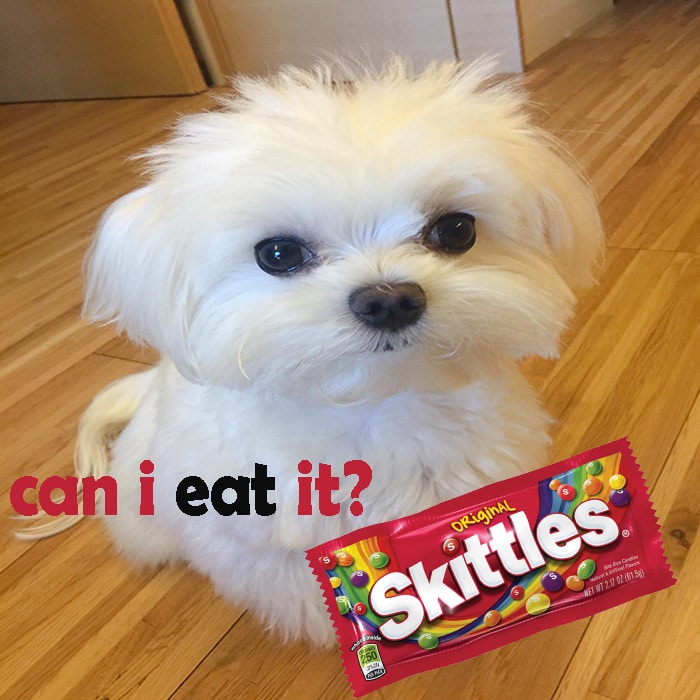 Can Your Dog Eat Skittles