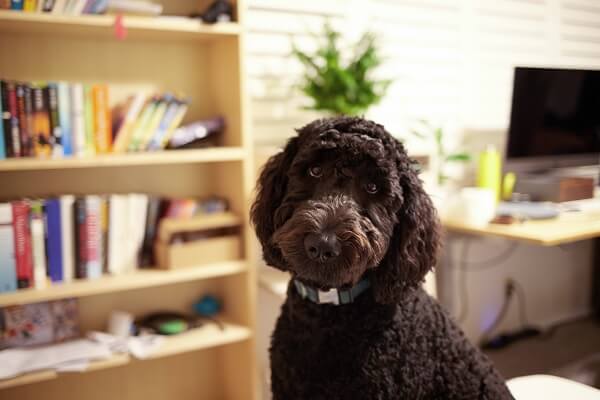 Black Goldendoodle