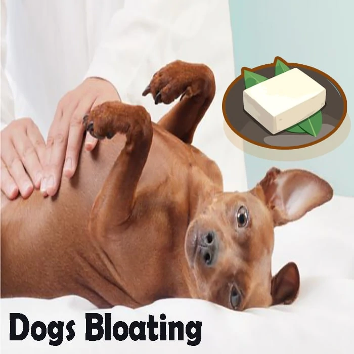 Dogs Bloating