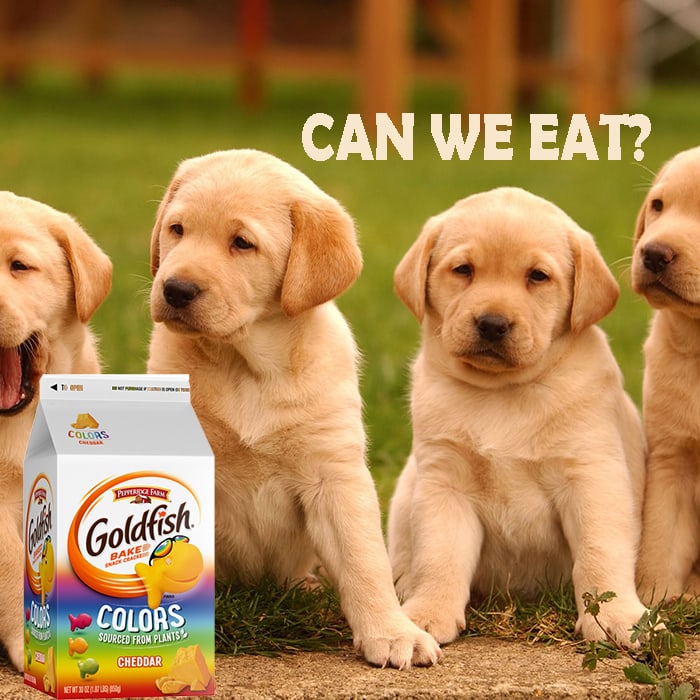 can dogs have goldfish