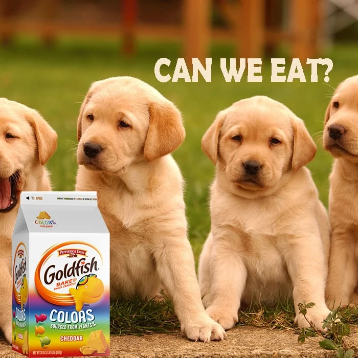 can dogs eat Goldfish Crackers
