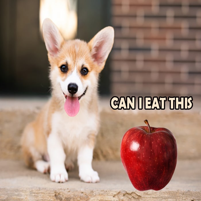 can dogs eat apple skin