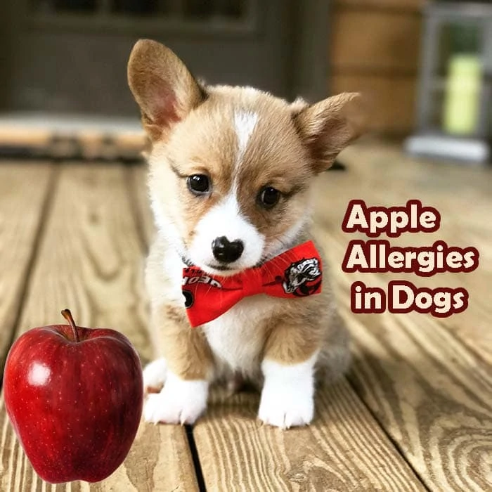 Apple Allergies in Dogs