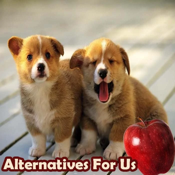 Apple Alternatives For Dogs