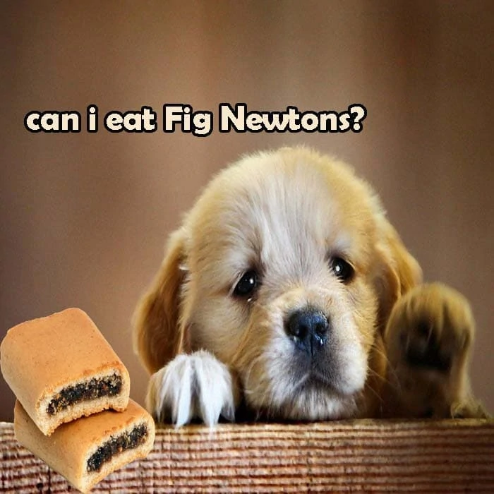 Can My Dog Eat Fig Newtons