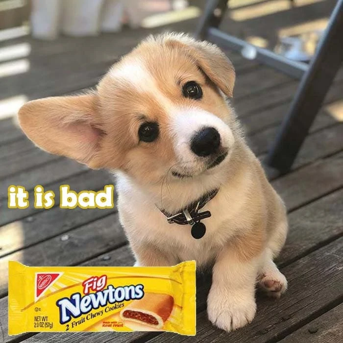 Are Fig Newtons Bad for Dogs?