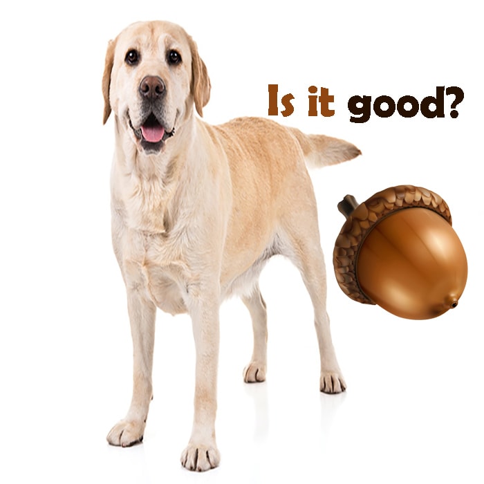 are acorns dangerous to dogs