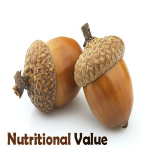 Can Dogs Eat Acorns? [recent findings]
