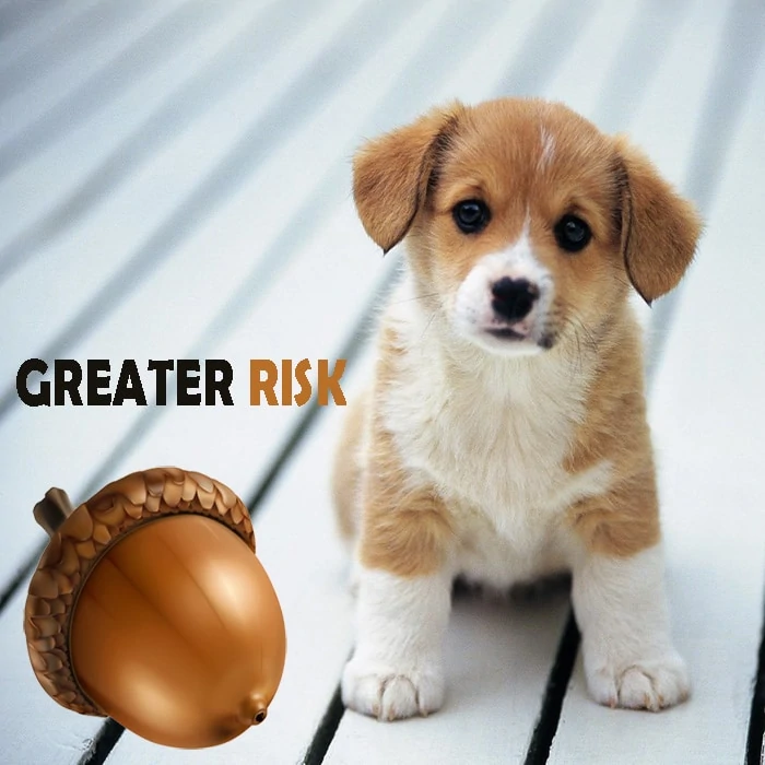 SMALL DOGS ARE AT A GREATER RISK