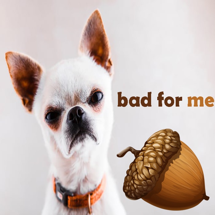 can acorns cause liver problems in dogs