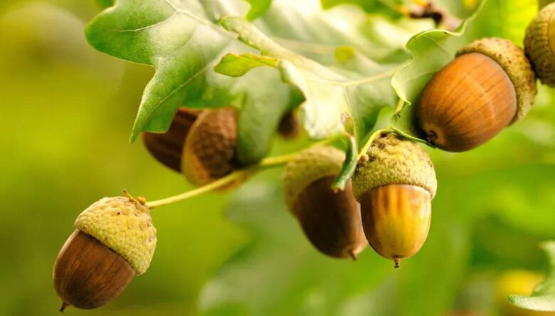 Can Dogs Eat Acorns? [recent findings]
