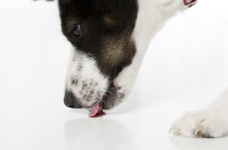 Why Does My Dog Lick the Floor? [Top 6 Reasons]
