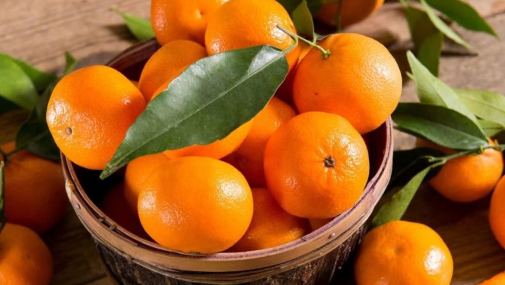 Can Dogs Eat Mandarin Oranges Seeds