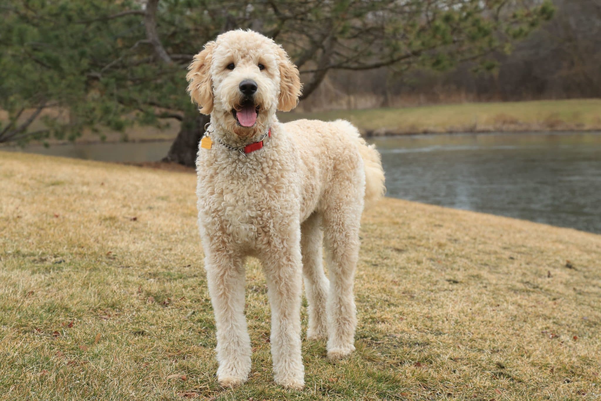 F1B Goldendoodles Full Breed Review [Must Read]