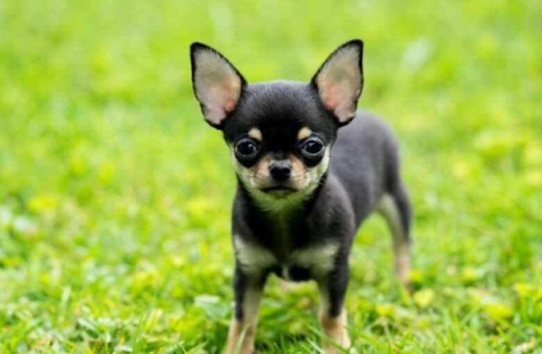 The Teacup Chihuahuas Breed Review [Must Read]