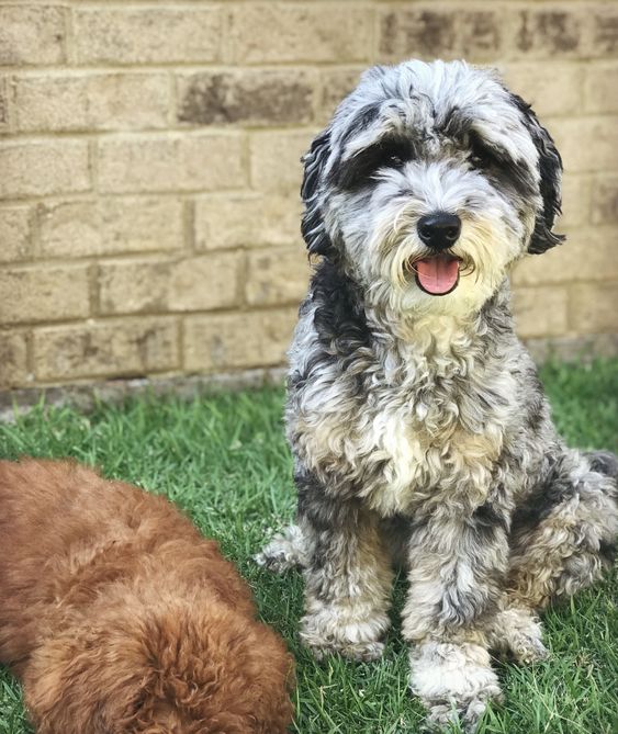 Blue merle 2025 goldendoodle price