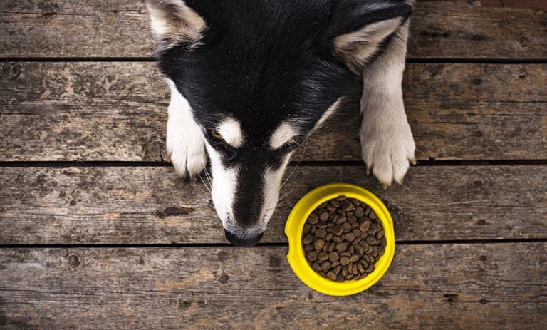 best-wet-food-for-dogs-with-sensitive-stomachs-must-read