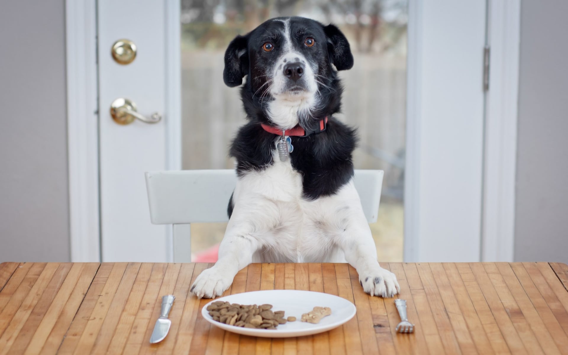 Dog Food for Upset Stomachs [See what to give and avoid]