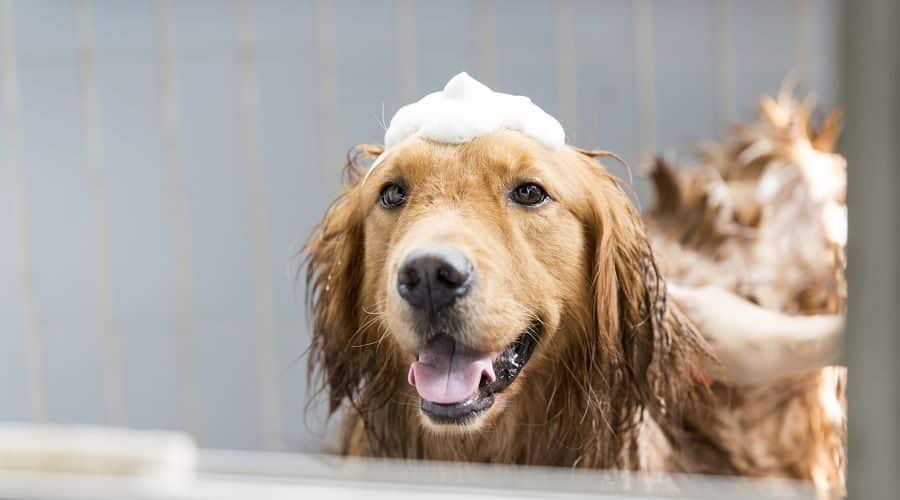 Best Dog Deshedding Shampoo - 12 Products