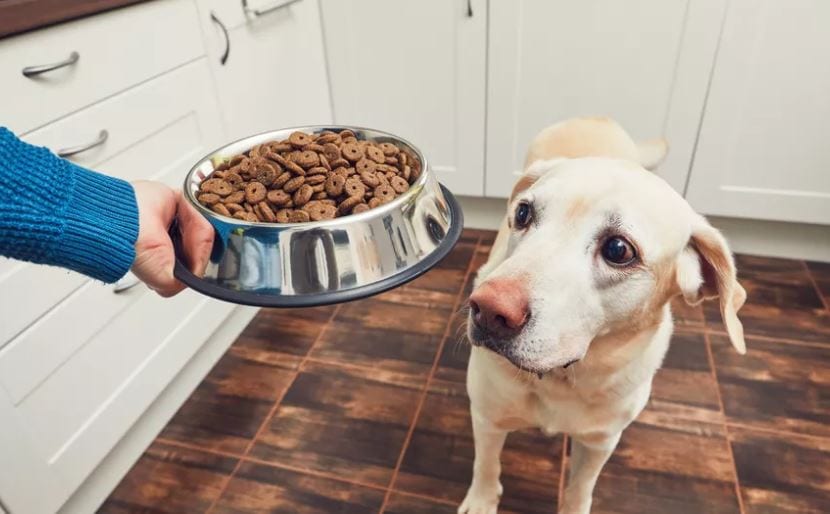 Is Canned Food Bad for Dogs? [Check this out before feed]