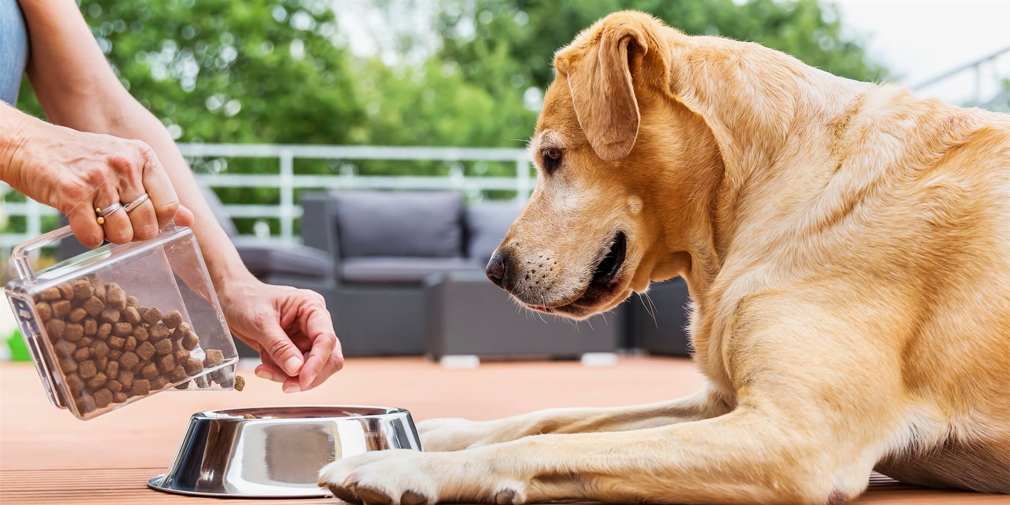 Best Senior Dog Food For Sensitive Stomach best-senior-dog-food-for-sensitive-stomach