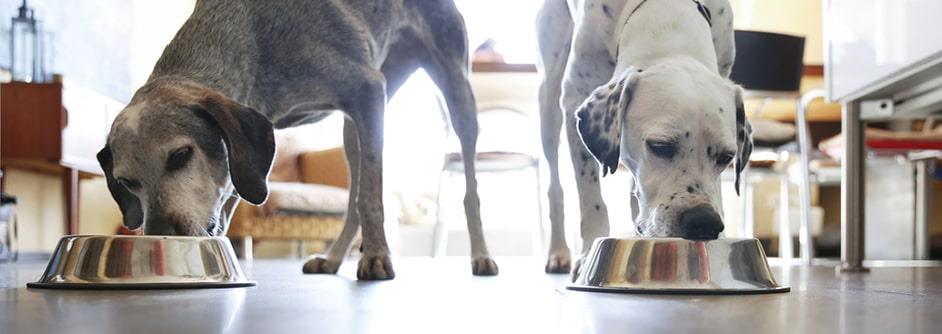 Wet Vs Dry Food For Dogs Which Is Better Must Read wet-vs-dry-food-for-dogs-which-is-better-must-read