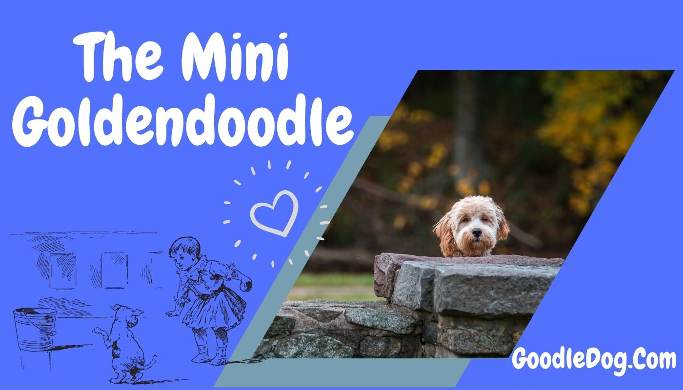 The Mini Goldendoodle
