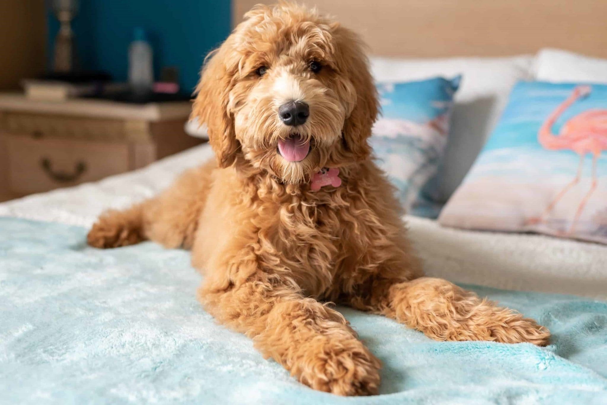 Goldendoodle Puppy Coat Transition – All you need to know