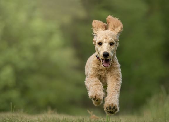 Puppy Weight Predictor Goldendoodle Puppy And Pets