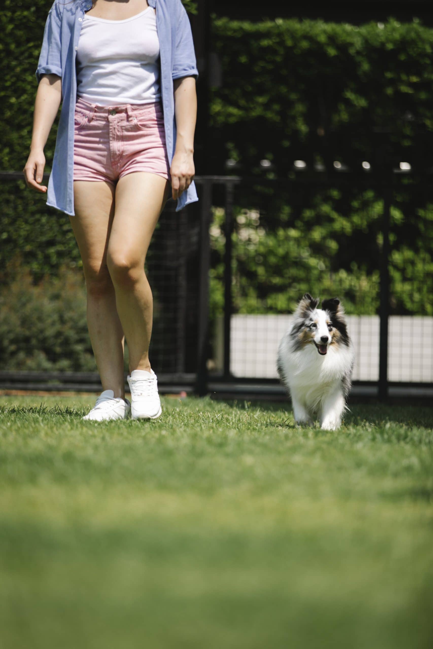 Train Your dog like a Pro The Best Dog Training in Holliswood, NY