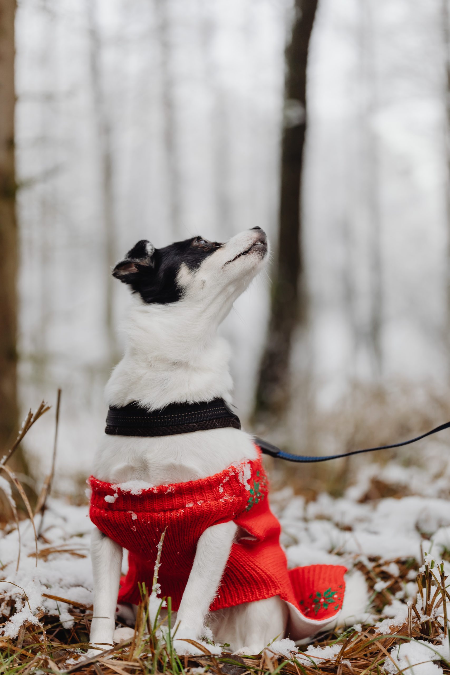 Dog training in Lake Jackson