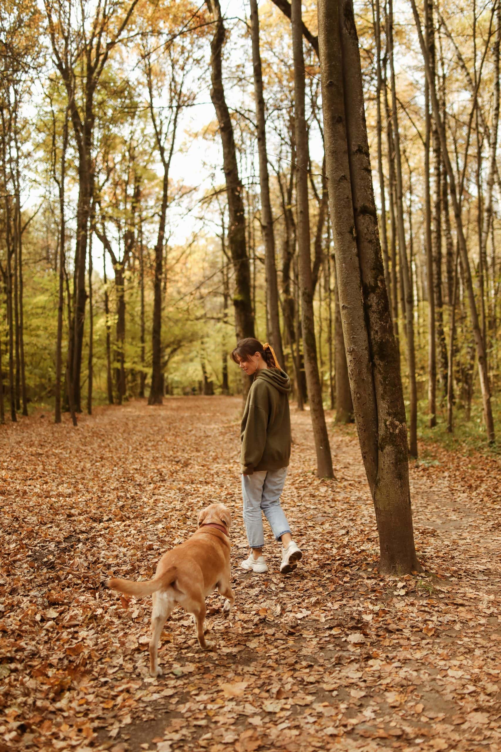 Dog training in Socorro