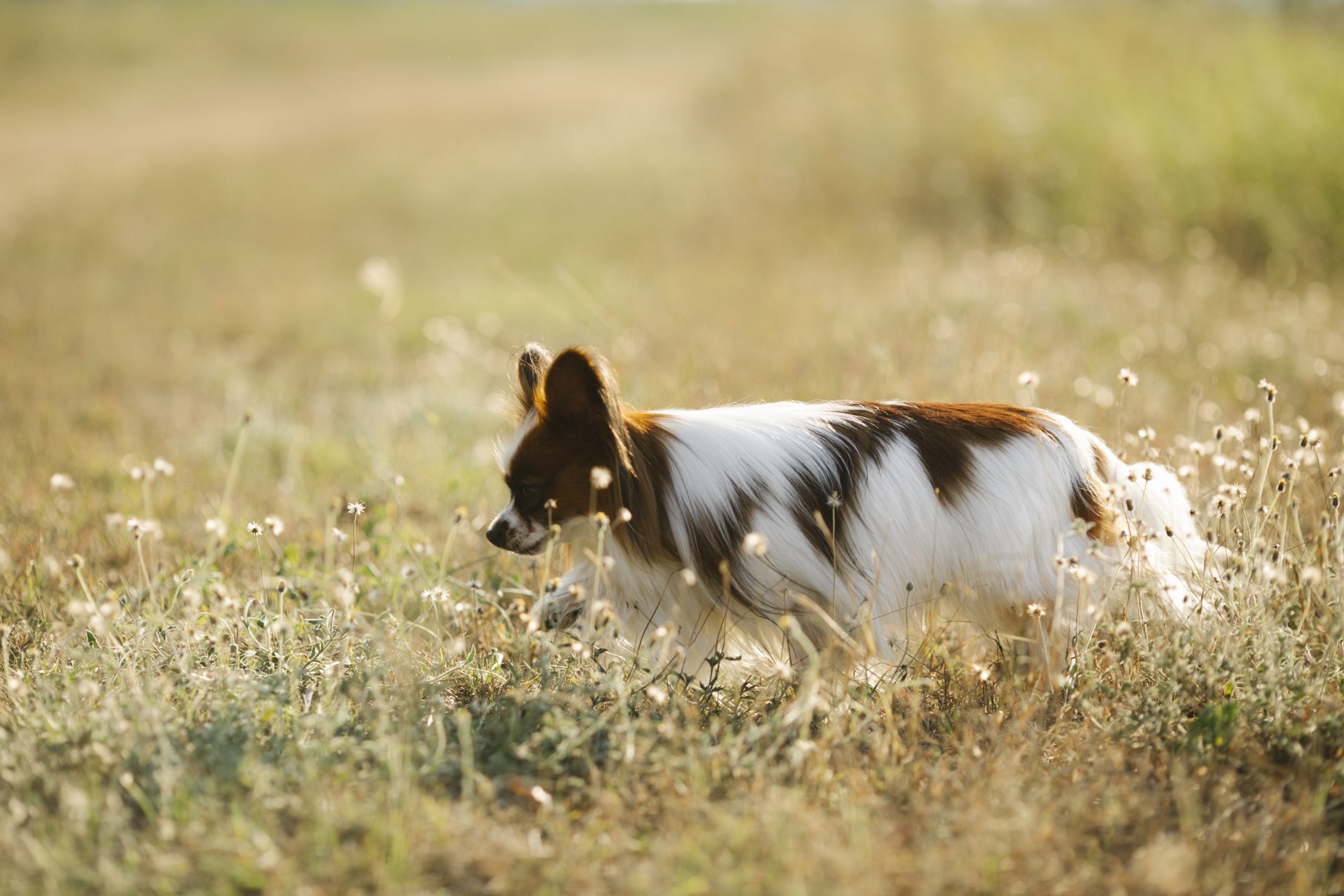 Dog training in Flatlands