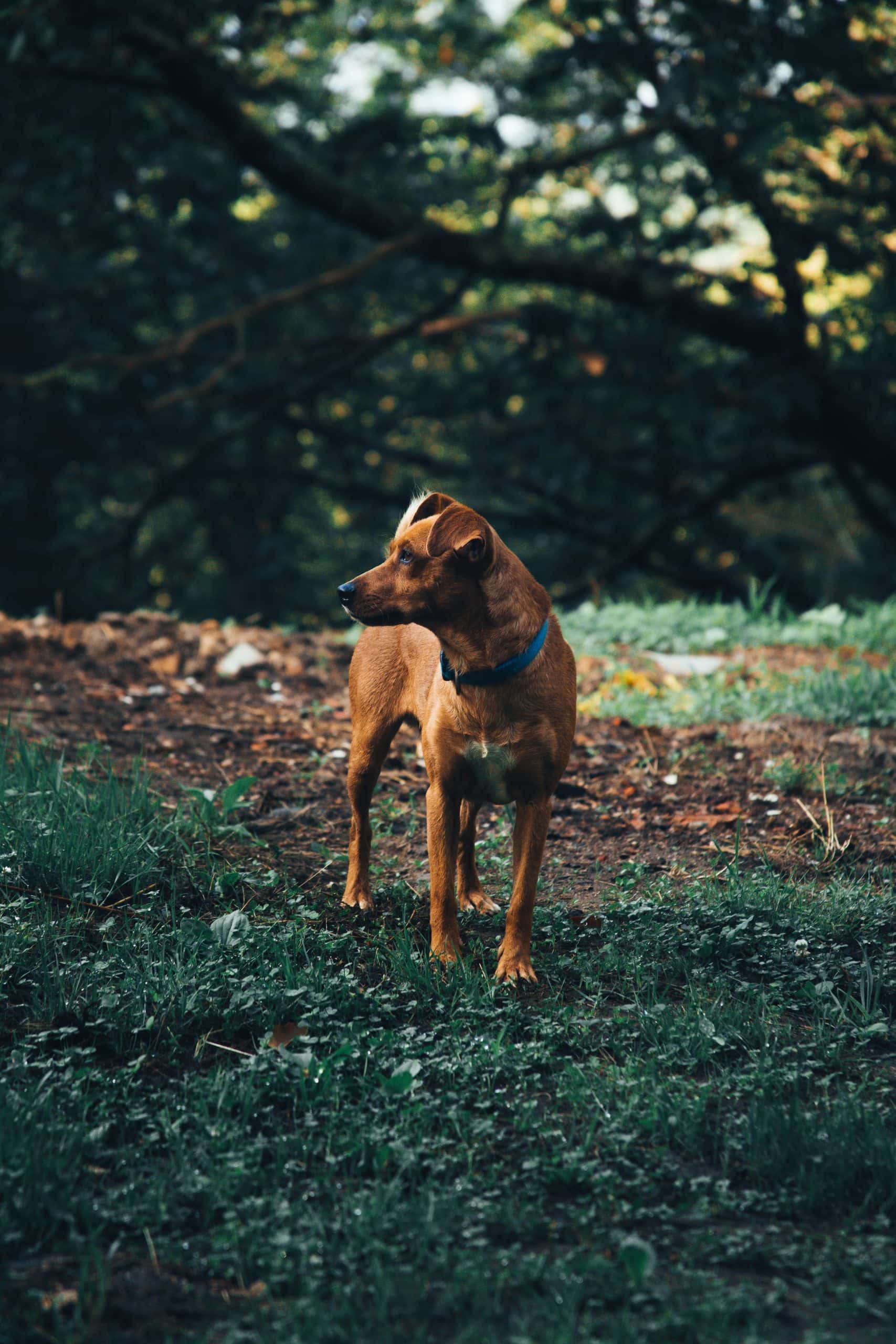 Dog training in Hughsonville