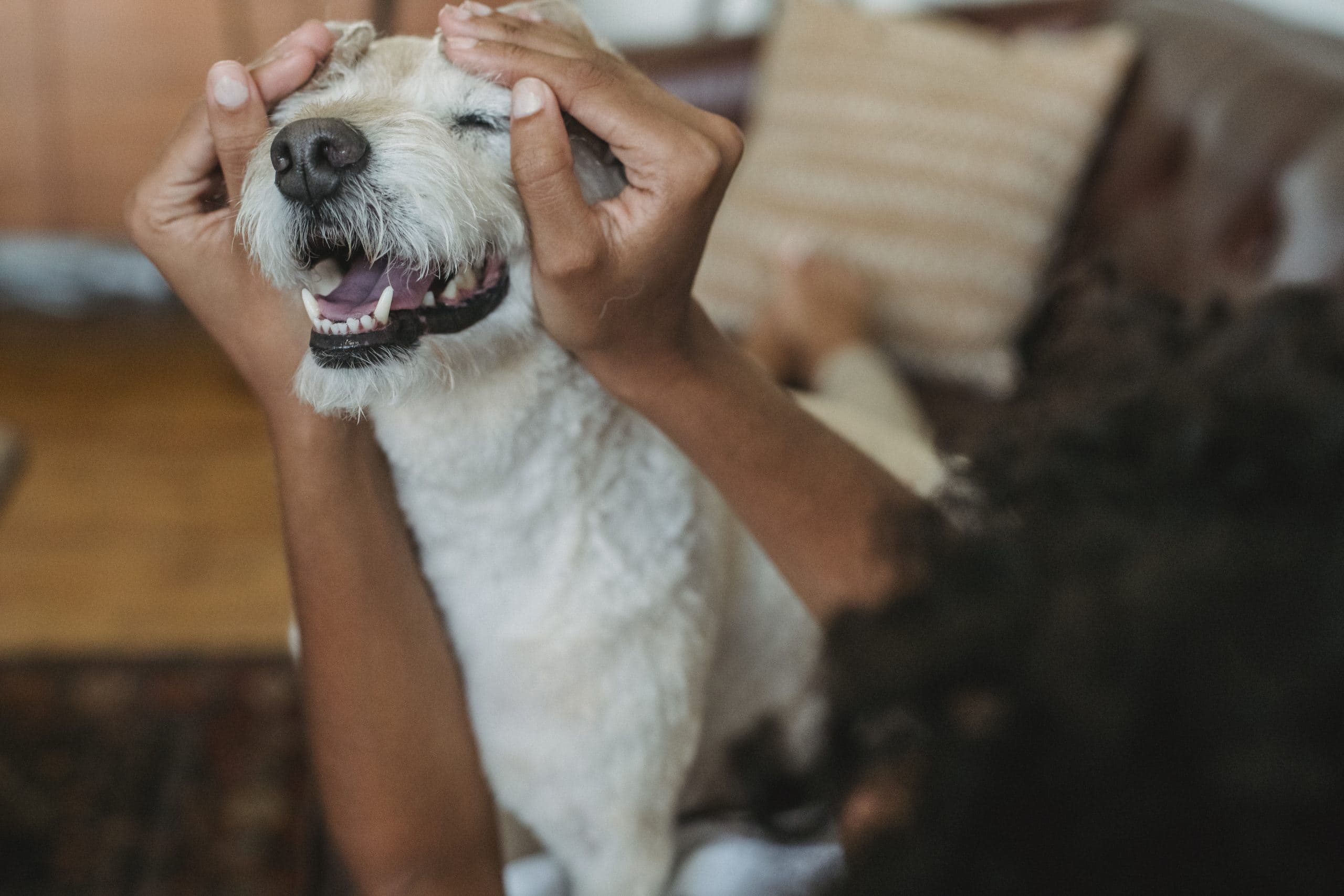 Dog training in Huntsville