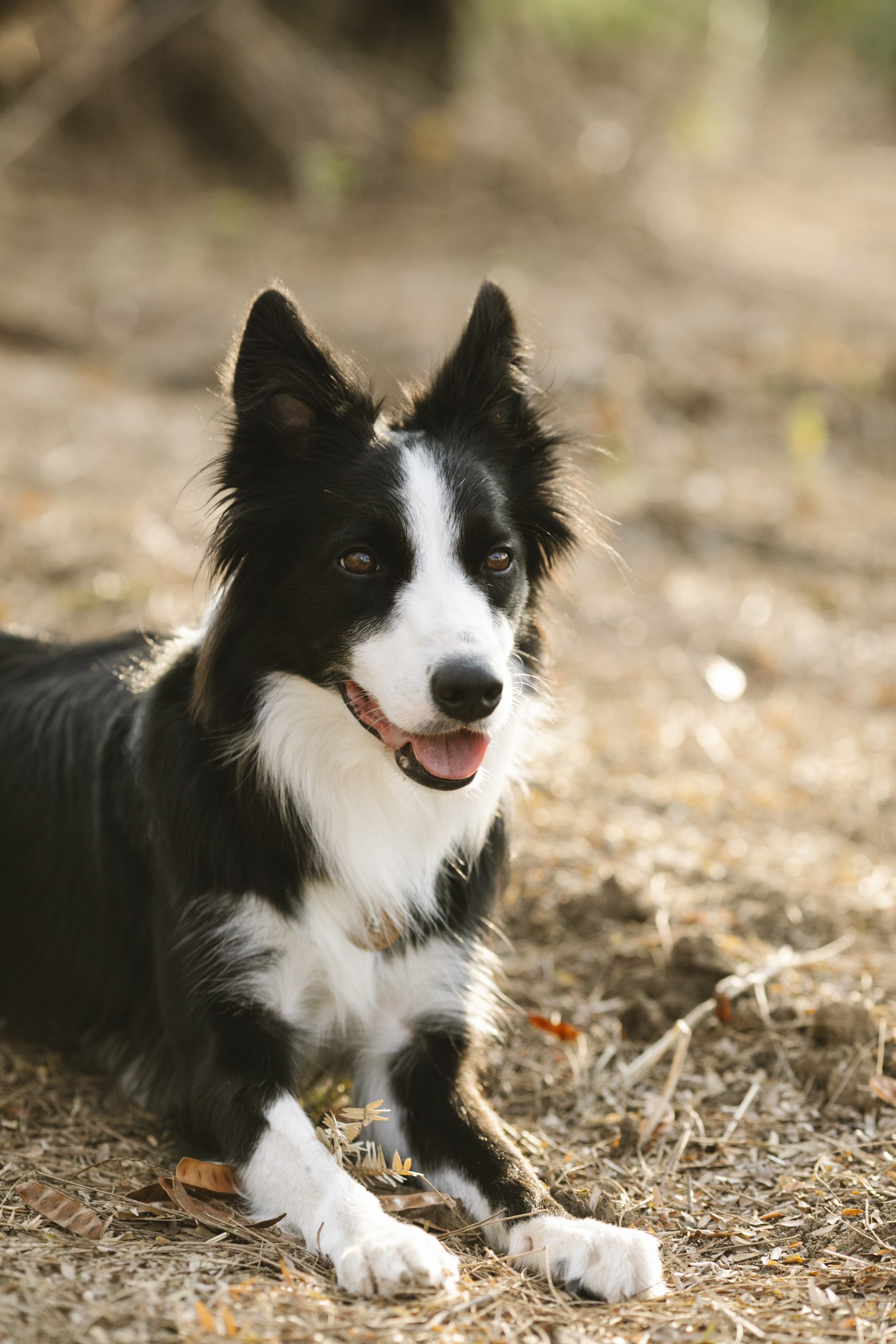 Train Your Dog Like A Pro The Best Dog Training In Bellaire NY