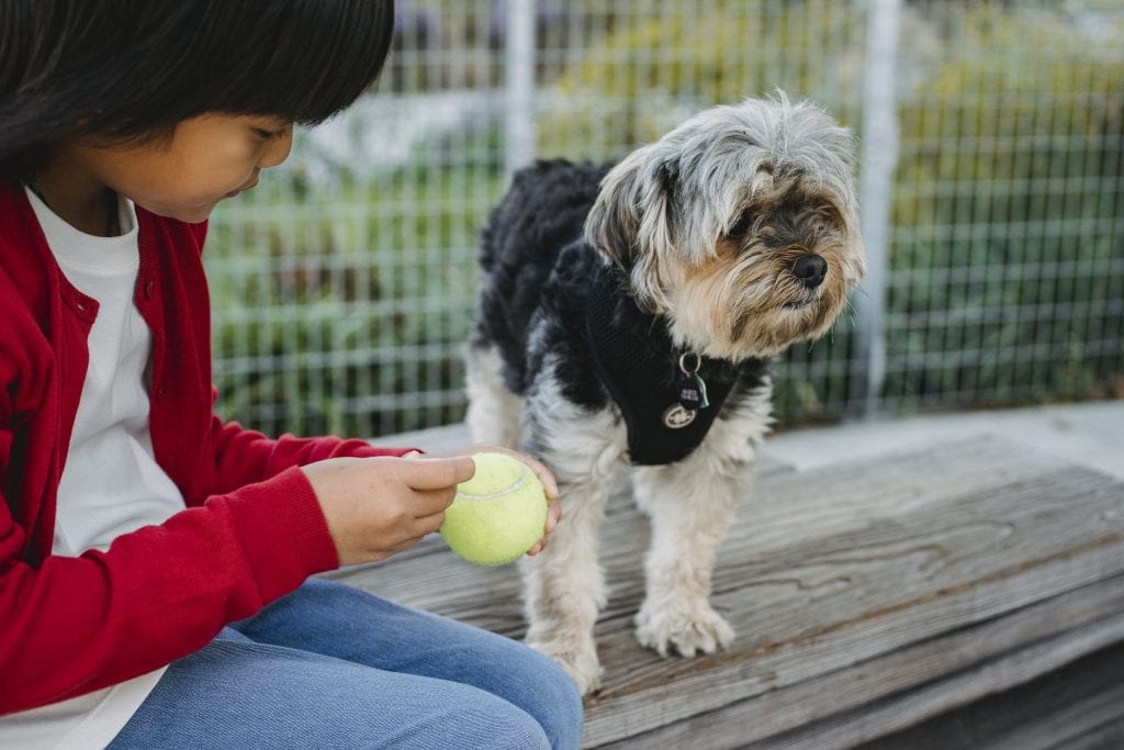 Train Your dog like a Pro The Best Dog Training in Hollis, NY