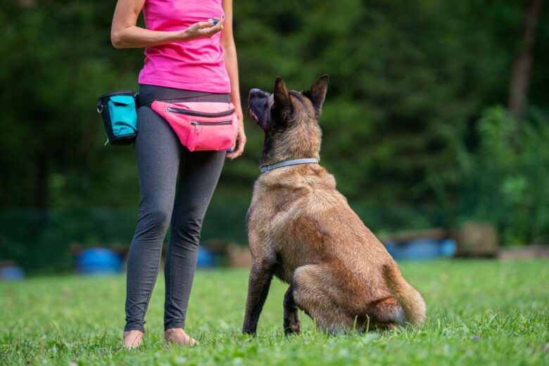 Professional Dog Trainers and Board and Train Services