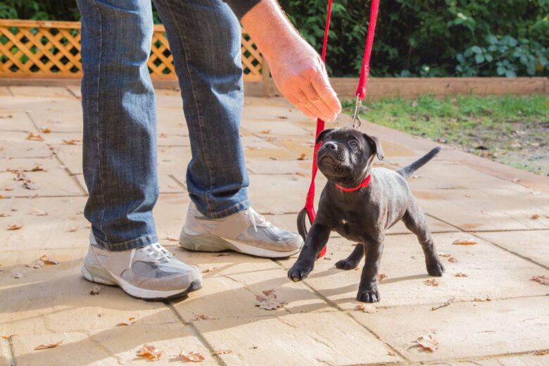Socialization and Training for Dogs