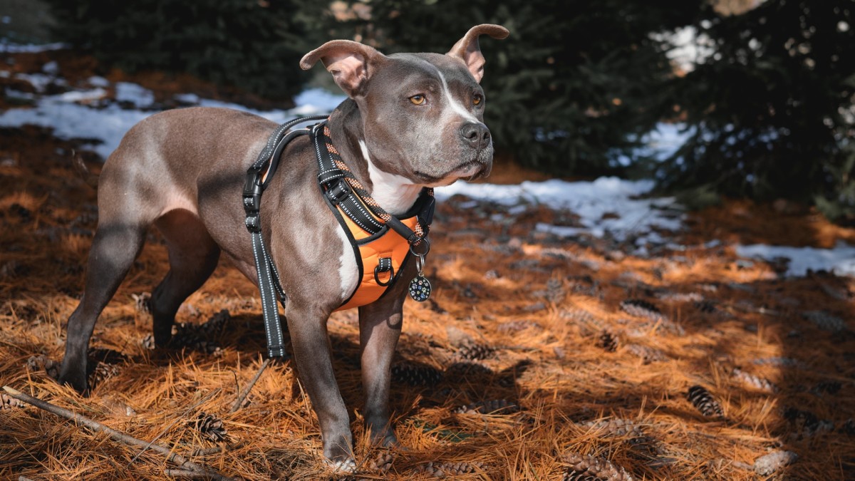 Choose harnesses that are going to keep your canine safe and stylish