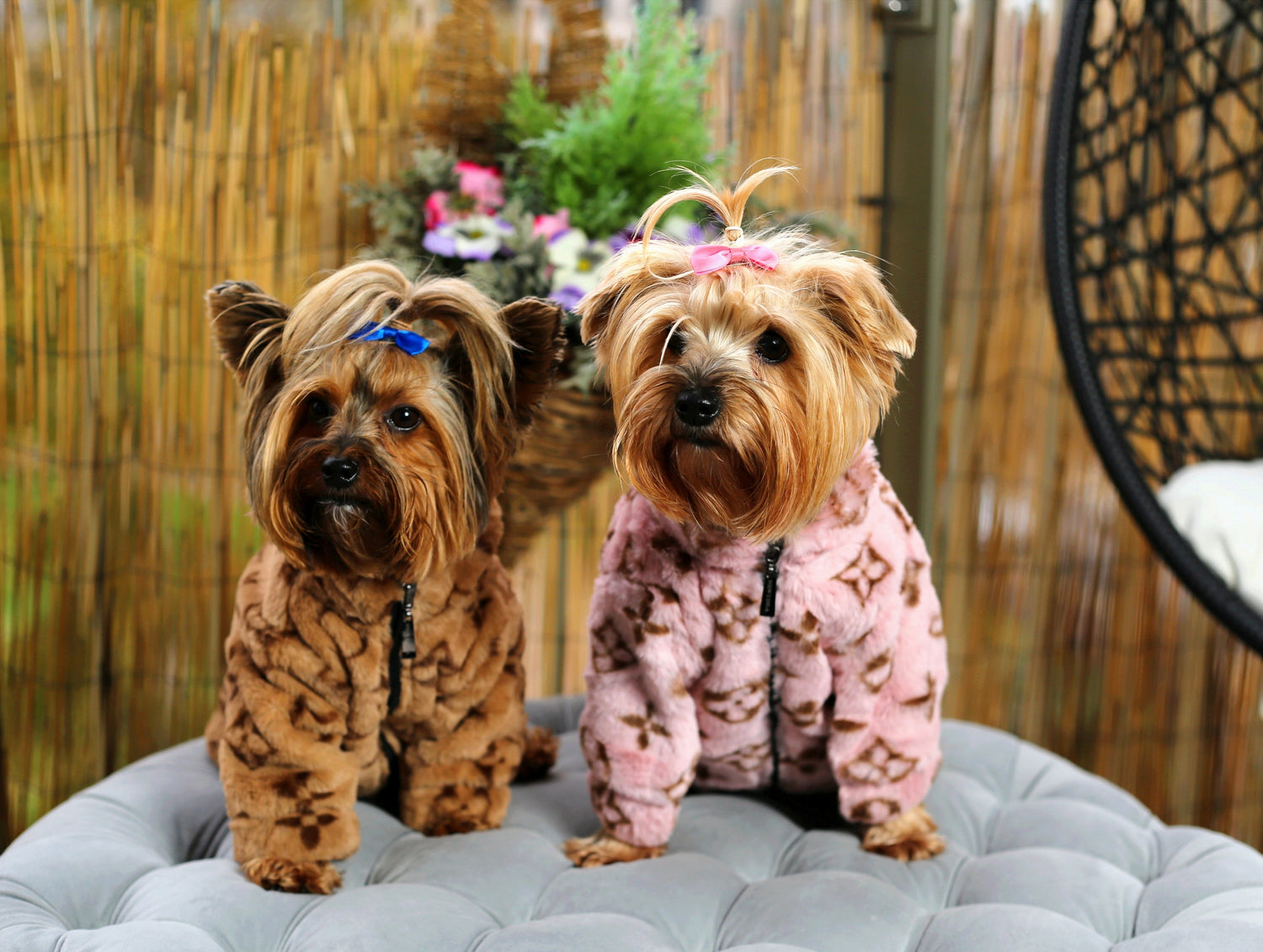 How to choose the right outfit for your canine